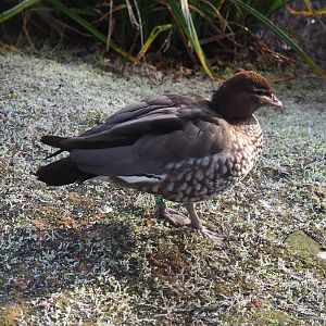 Female Australian maned wood duck (Chenonetta jubata), 2021-12-22