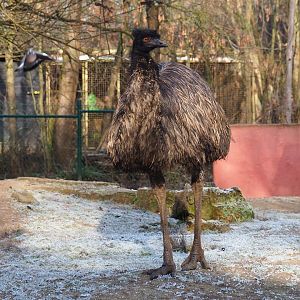 Emu (Dromaius novaehollandiae), 2021-12-22