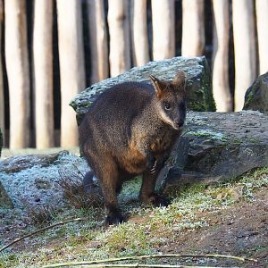 Swamp wallaby (Wallabia bicolor), 2021-12-22
