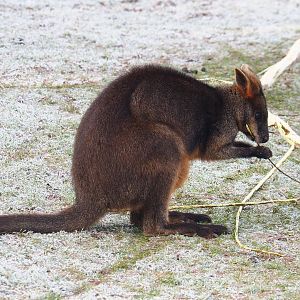 Swamp wallaby (Wallabia bicolor), 2021-12-22