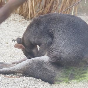 Dusky pademelon (Thylogale brunii), 2021-12-22