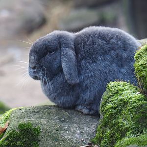 Domestic rabbit (Oryctolagus cuniculus), 2021-12-22