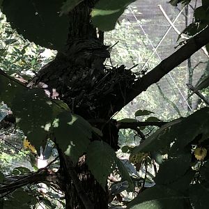 Tawny Frogmouth on Nest