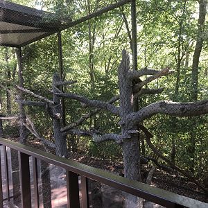 Tree Kangaroo Exhibit