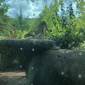 Cheetah
