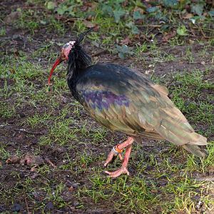 Waldrapp (Geronticus eremita), 2021-12-22