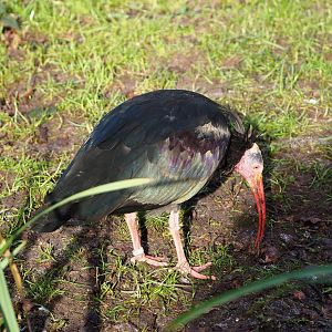 Waldrapp (Geronticus eremita), 2021-12-22