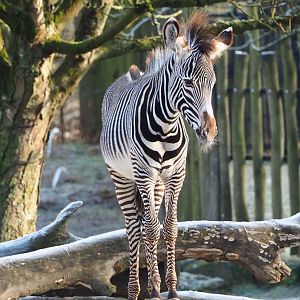 Grevy's zebra (Equus grevyi), 2021-12-22