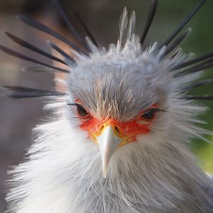 Secretary bird (Sagittarius serpentarius), 2021-12-22
