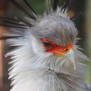 Secretary bird (Sagittarius serpentarius), 2021-12-22