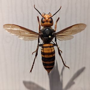 Asian giant hornet (Vespa mandarinia)