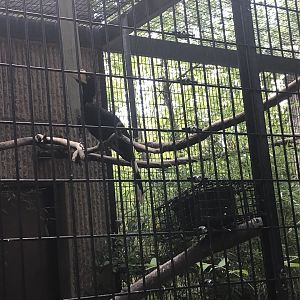 Rhinoceros Hornbill Chick