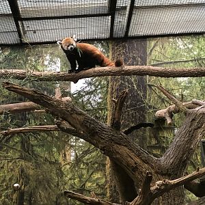 Red Panda