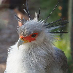 Secretary bird (Sagittarius serpentarius), 2021-12-22