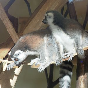 Ring-tailed lemurs (Lemur catta), 2021-12-22