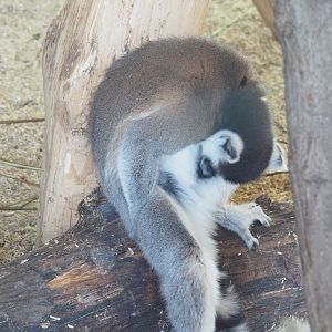 Ring-tailed lemur (Lemur catta), 2021-12-22