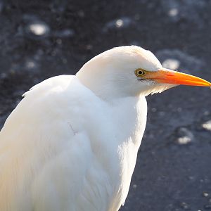 Western cattle egret (Bubulcus ibis), 2021-12-22