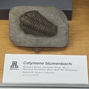 Calymene blumenbachii