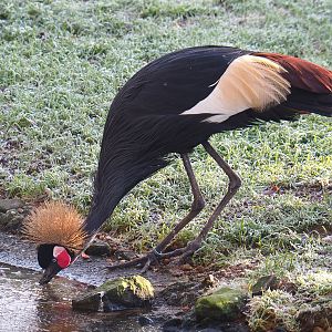 Western black crowned crane (Balearica pavonina pavonina), 2021-12-22