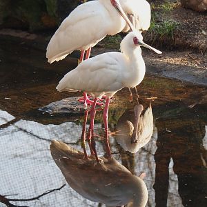 African spoonbills (Platalea alba), 2021-12-22