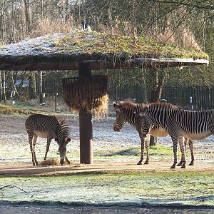 Grevy's zebra feeding and shade structure, 2021-12-22