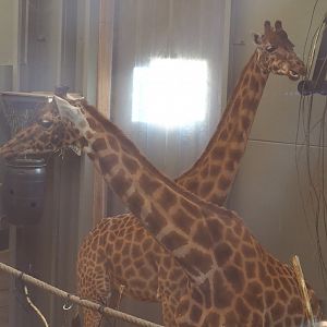 Kordofan giraffes (Giraffa camelopardalis antiquorum), 2021-12-22