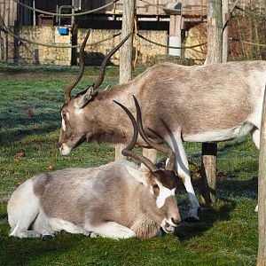 Addax (Addax nasomaculatus), 2021-12-22