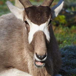 Addax (Addax nasomaculatus), 2021-12-22