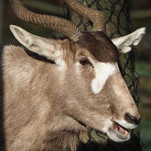 Addax (Addax nasomaculatus), 2021-12-22
