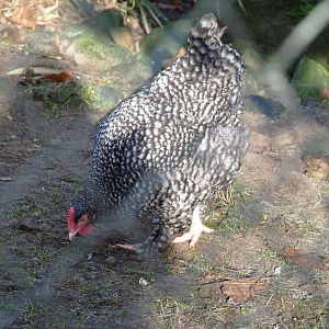 Malines cuckoo chicken (Gallus gallus domesticus),  2021-12-22