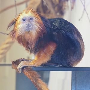 Golden-headed lion tamarin (Leontopithecus chrysomelas), 2021-12-22
