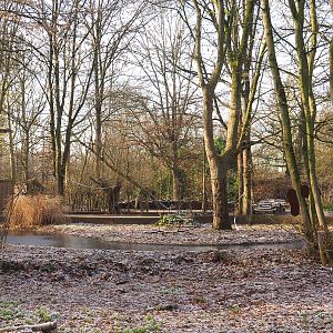 Callitrichid island, 2021-12-22