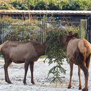 Rocky Mountain wapitis (Rocky Mountain elk) feeding on Christmas tree, 2021-12-22