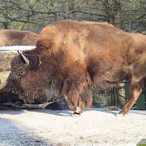 American Plains bison (Bison bison bison), 2021-12-22