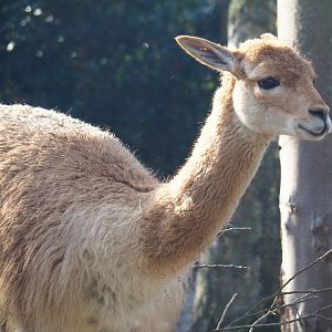 Vicuña (Vicugna vicugna), 2021-12-22