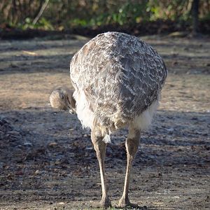 Darwin's rhea (Rhea pennata), 2021-12-22
