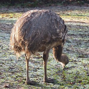 Darwin's rhea (Rhea pennata), 2021-12-22