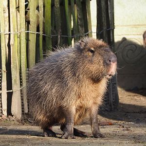 Capybara (Hydrochoerus hydrochaeris), 2021-12-22