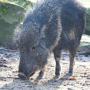 Chacoan peccary (Catagonus wagneri), 2021-12-22