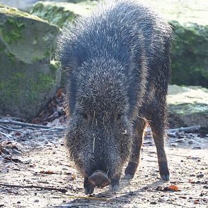 Chacoan peccary (Catagonus wagneri), 2021-12-22