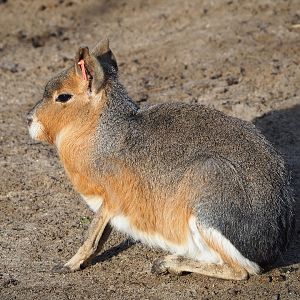 Patagonian mara (Dolichotis patagonum), 2021-12-22