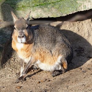 Patagonian mara (Dolichotis patagonum), 2021-12-22