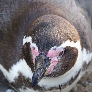 Humboldt penguin (Spheniscus humboldti), 2021-12-22