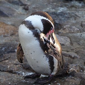 Humboldt penguin (Spheniscus humboldti), 2021-12-22