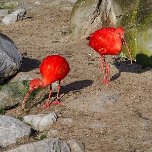 Scarlet ibises (Eudocimus ruber), 2021-12-22