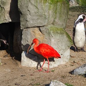 Humboldt penguins (Spheniscus humboldti) and Scarlet ibis (Eudocimus ruber), 2021-12-22