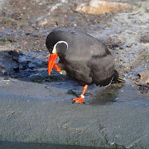 Inca tern (Larosterna inca), 2021-12-22