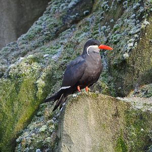 Inca tern (Larosterna inca), 2021-12-22