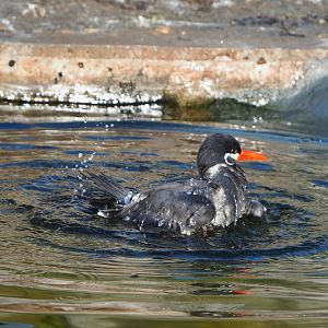 Bathing Inca tern (Larosterna inca), 2021-12-22