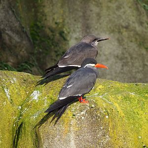 Inca terns (Larosterna inca), Adult and juvenile, 2021-12-22